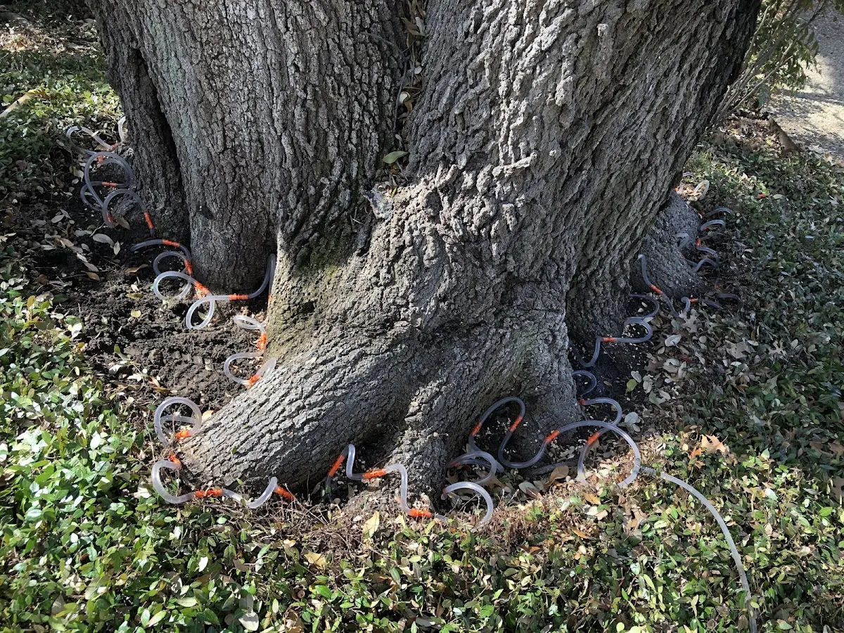 Detailed Tree Cabling and Bracing job site in Pearisburg
