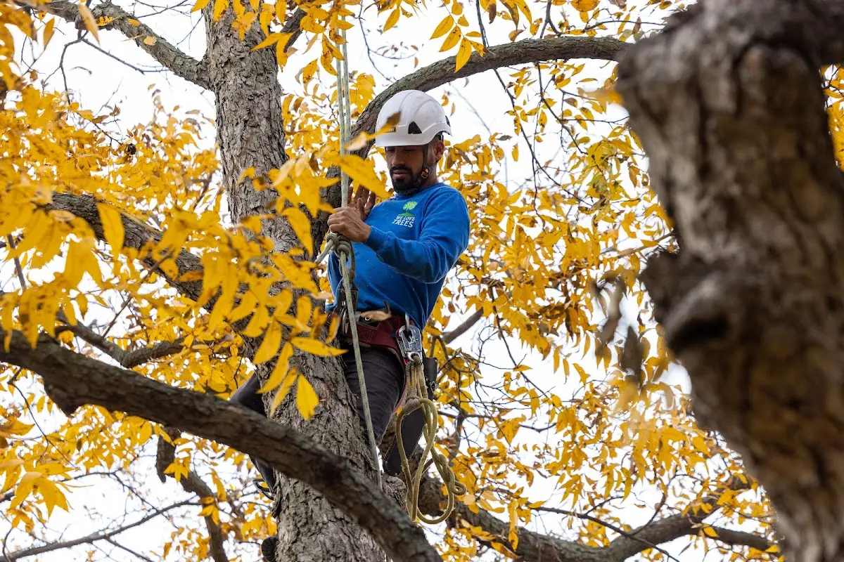 Skilled Tree Trimming crew working in Pearisburg
