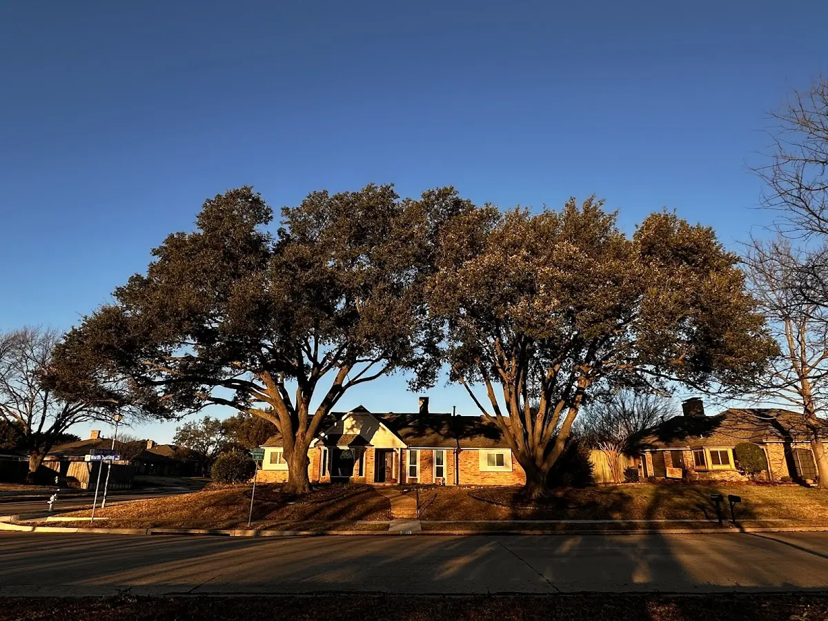 Established residential canopy tree shading a home in Pearisburg